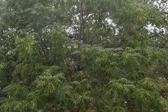 Melia azedarach_Gabriel Huguet