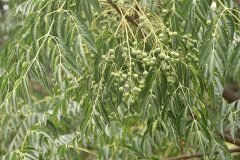 Melia azedarach_Gabriel Huguet