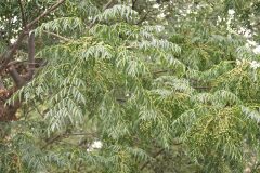 Melia azedarach_Gabriel Huguet