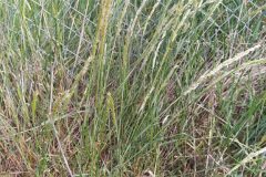 Melica ciliata magnolii_Merce Vallicrosa CC BY-NC