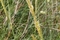 Melica ciliata magnolii_Merce Vallicrosa CC BY-NC