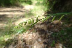 Melica minuta latifolia_Josep Llovera CC BY-NC