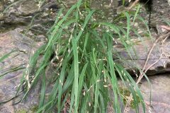 Melica uniflora_Marc Riera CC BY1