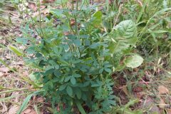 Melilotus albus_Merce Vallicrosa CC BY-NC