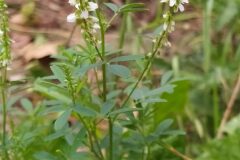 Melilotus albus_Merce Vallicrosa CC BY-NC