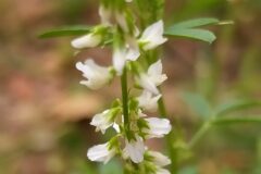 Melilotus albus_Merce Vallicrosa CC BY-NC