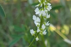 Melilotus albus_Merce Vallicrosa CC BY-NC