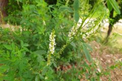 Melilotus albus_Miquel Pascual