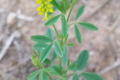 Melilotus indicus_Merce Vallicrosa CC BY-NC