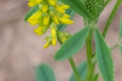 Melilotus indicus_Merce Vallicrosa CC BY-NC