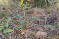 Melilotus officinalis_Roger Vila CC BY-NC