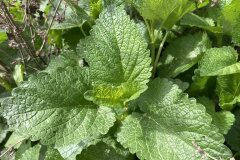 Melissa officinalis_Gloria Ribes CC BY-NC