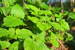 Melissa officinalis_Kris Van Puymbroeck