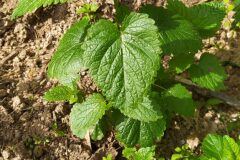 Melissa officinalis_Merce Vallicrosa CC BY-NC