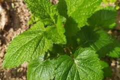 Melissa officinalis_Merce Vallicrosa CC BY-NC