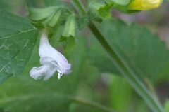 Melissa officinalis_Merce Vallicrosa CC BY-NC