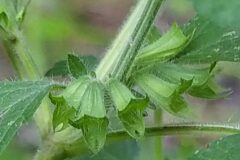 Melissa officinalis_Merce Vallicrosa CC BY-NC