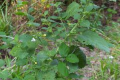 Melissa officinalis_Merce Vallicrosa CC BY-NC