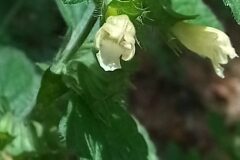 Melissa officinalis_Neus Julia CC BY-SA