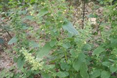 Melissa officinalis_Pep Alboquers CC BY-NC