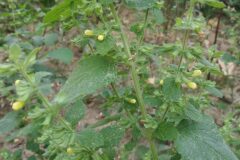 Melissa officinalis_Pep Alboquers CC BY-NC