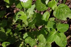 Mentha aquatica_Merce Vallicrosa CC BY-NC