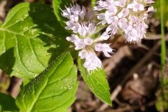 Mentha aquatica_Merce Vallicrosa CC BY-NC