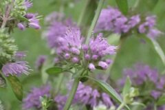 Mentha pulegium_Joanjo Garcia CC BY-NC