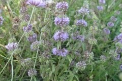Mentha pulegium_Jordi Puyuelo