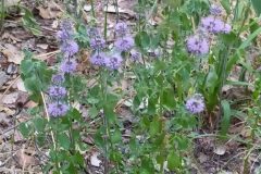 Mentha pulegium_Merce Vallicrosa CC BY-NC