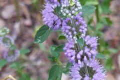 Mentha pulegium_Merce Vallicrosa CC BY-NC