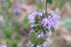 Mentha pulegium_Merce Vallicrosa CC BY-NC