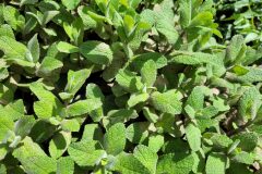 Mentha suaveolens_Jordi Bassols CC BY-NC SA