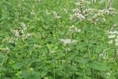 Mentha suaveolens_Jordi Puyuelo