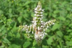 Mentha suaveolens_Jordi Puyuelo
