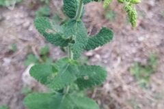 Mentha suaveolens_Merce Vallicrosa CC BY-NC