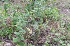 Mentha suaveolens_Merce Vallicrosa CC BY-NC