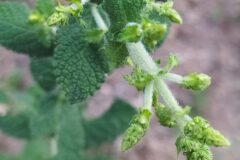 Mentha suaveolens_Merce Vallicrosa CC BY-NC