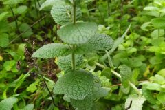 Mentha suaveolens_Merce Vallicrosa CC BY-NC