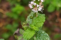 Mentha suaveolens_Merce Vallicrosa CC BY-NC