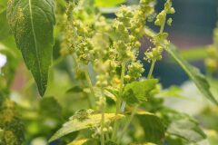 Mercurialis annua_Joaquim Reberte