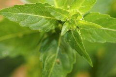 Mercurialis annua_Joaquim Reberte