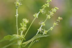 Mercurialis annua_Joaquim Reberte