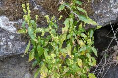 Mercurialis annua_Katarzyna Zarnowiec CC BY-SA