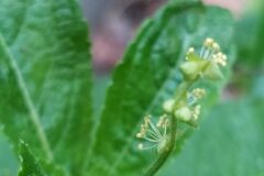 Mercurialis annua_Merce Vallicrosa CC BY-NC