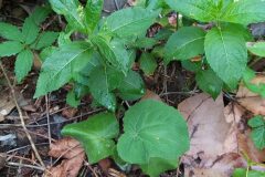 Mercurialis annua_Merce Vallicrosa CC BY-NC