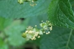 Mercurialis annua_Merce Vallicrosa CC BY-NC