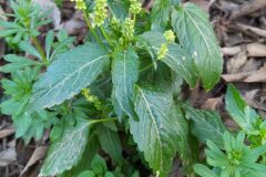 Mercurialis annua_Merce Vallicrosa CC BY-NC