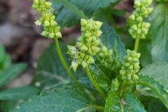 Mercurialis annua_Merce Vallicrosa CC BY-NC