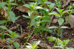 Mercurialis perennis_Joaquim Reberte